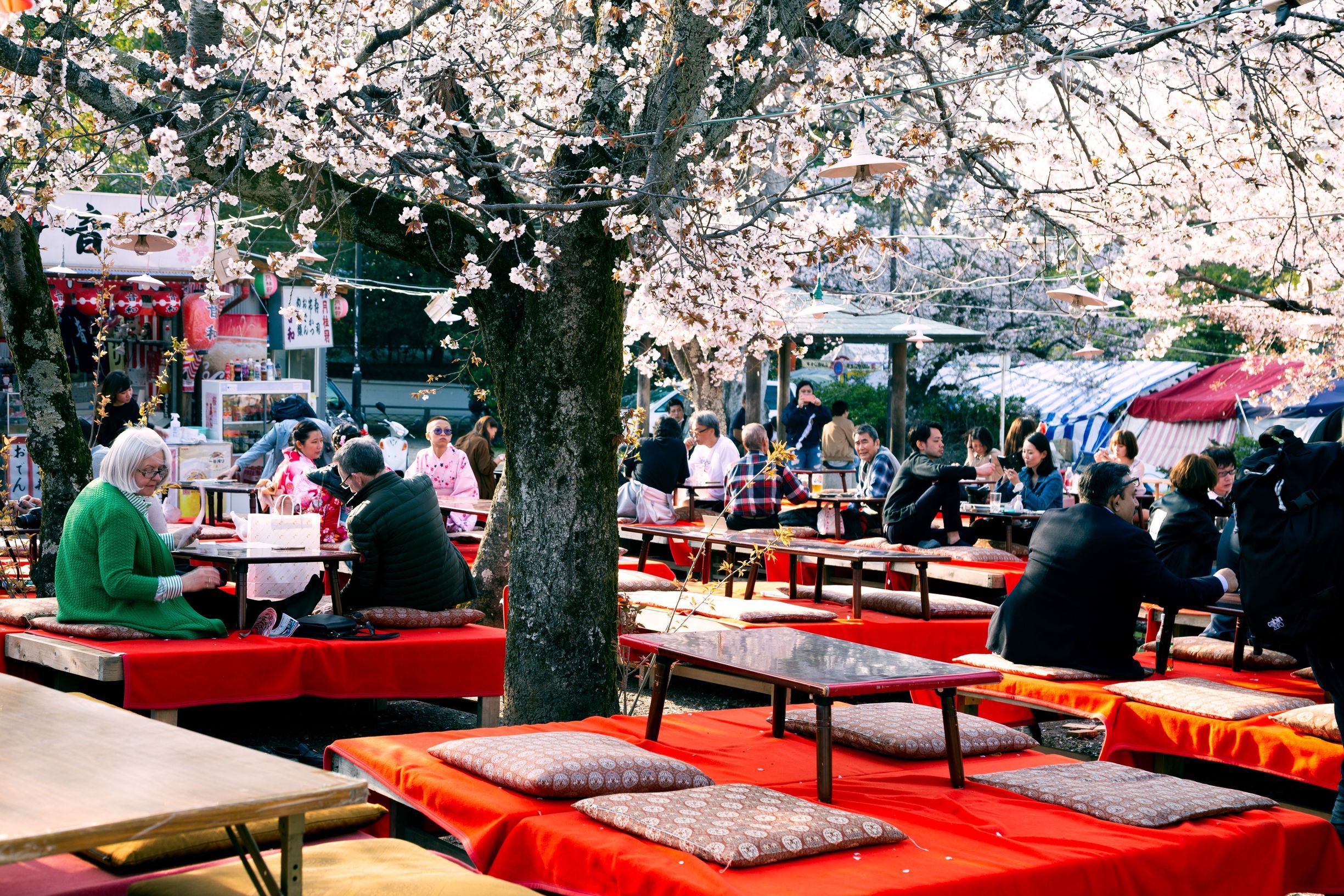 Maruyama park cherry blossom festival in Kyoto, Japan